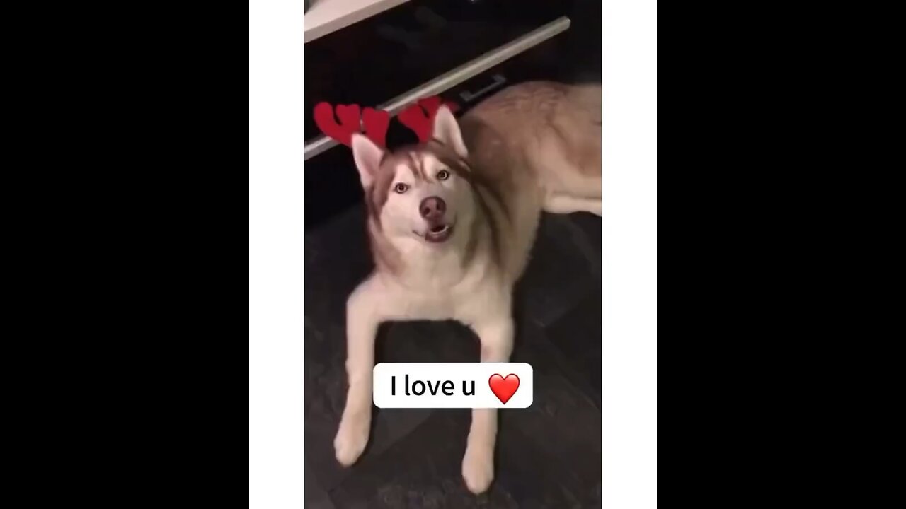 I love you dogs talking ❤️