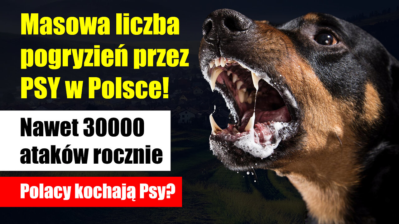 Ogromna ilość pogryzień przez Psy w Polsce