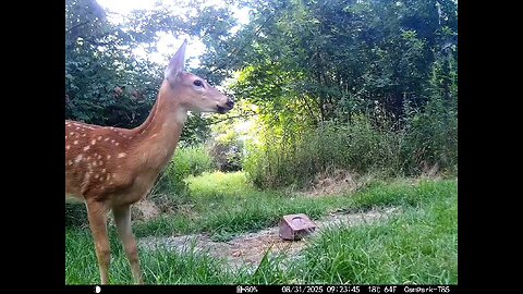 Deer Cam 08 31 2025 Fawn Game Cam Trail Cam