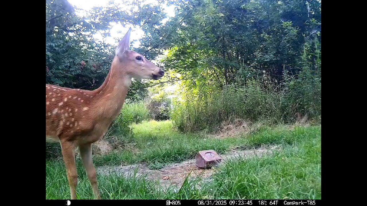 Deer Cam 08 31 2025 Fawn Game Cam Trail Cam