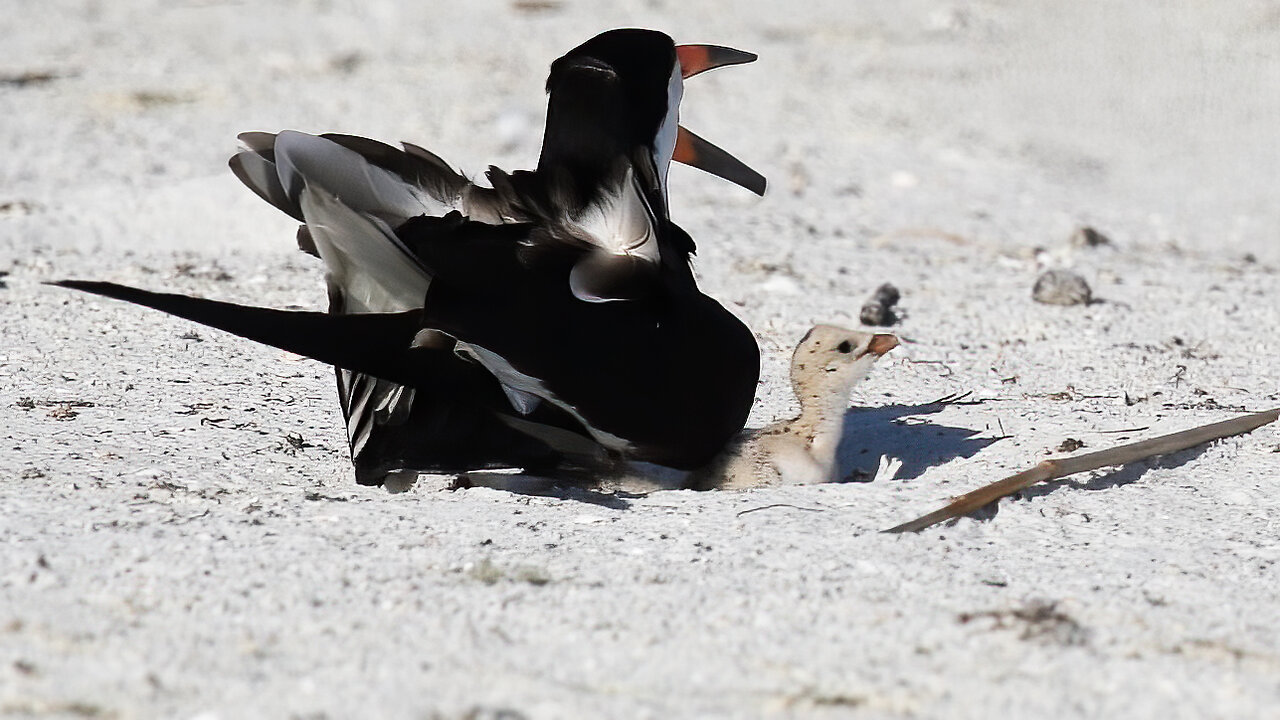 Why Black Skimmers All Face the Same Direction