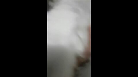 dog vlog 1