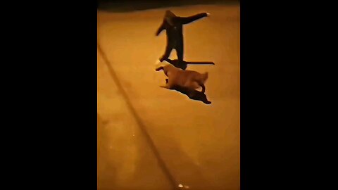 Dog 🐕 football hahaha 😁