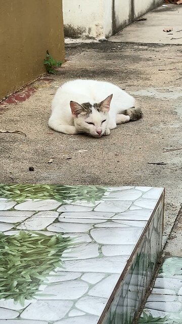 Sleepy Cat Resting Peacefully – Cute Relaxing Moment