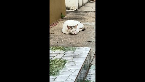 Sleepy Cat Resting Peacefully – Cute Relaxing Moment