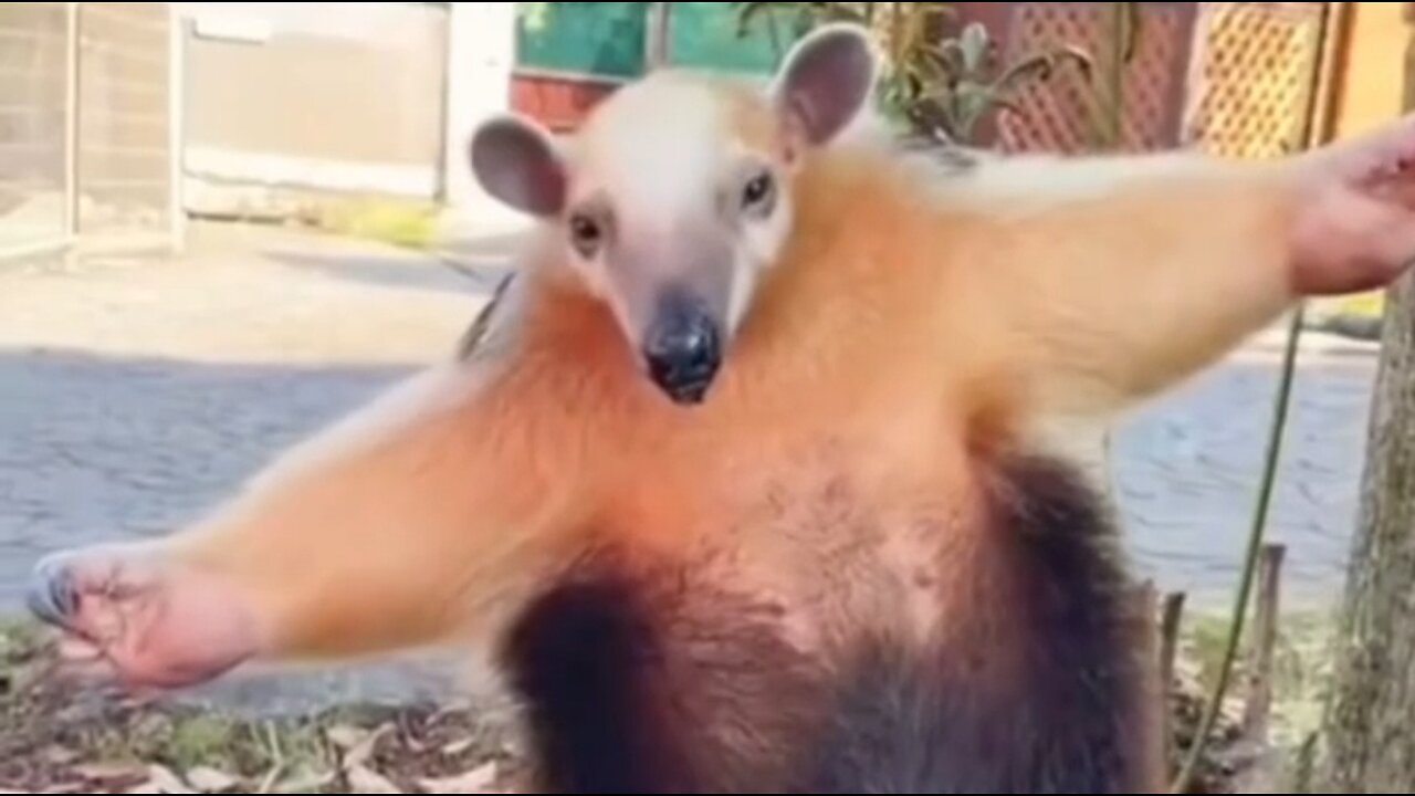 Silky Antheater cute defense
