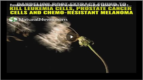 "Dandelion Root Extract Found to Kill Leukemia and Prostate Cancer Cells"