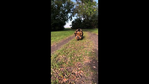 Zoomies