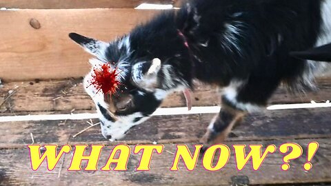 OH NO! What HAPPENED To My GOATS Head!