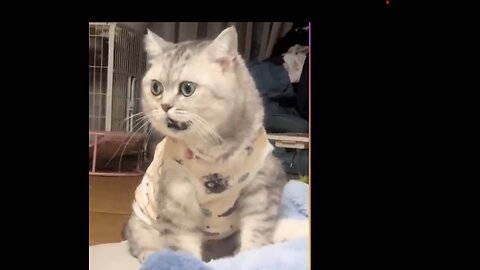 Best Funny Pet Moments: Cats & Dogs Will Make You Laugh!