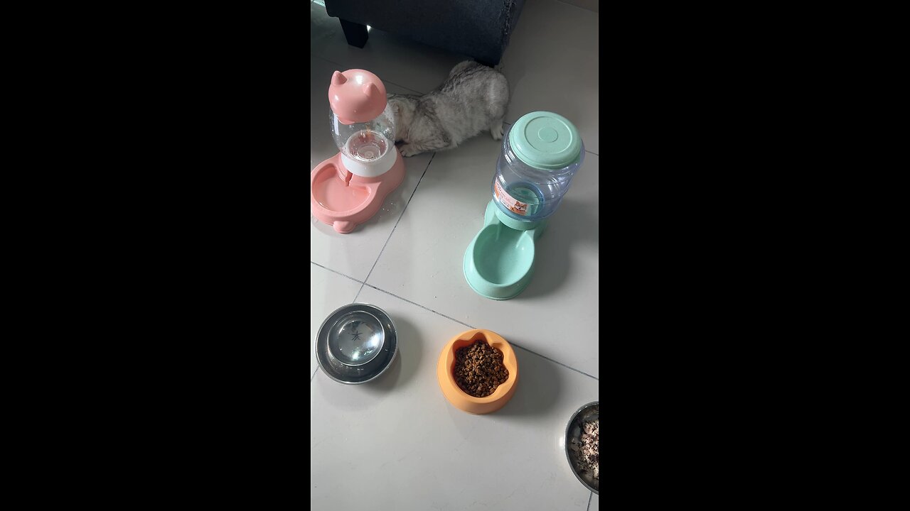 Tuly play with water ! #foryou #cat #shortfeed #shorts #subscribe #song #cute