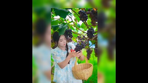 Beutiful Nature With Rural Life - Harvest Grapes, Peaches And Plum - 2025