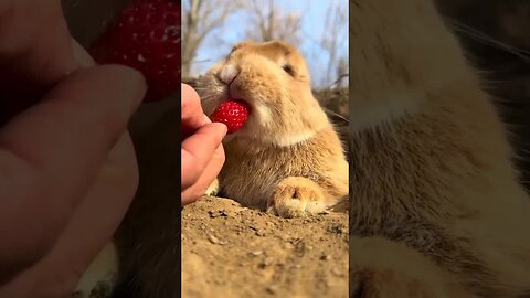Come and give strawberries to the little rabbit. Cute pet debut plan. Rabbit. Pastoral cute pet