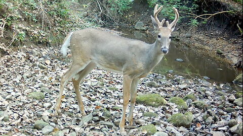 Buck Bounds Into a Creek Bed