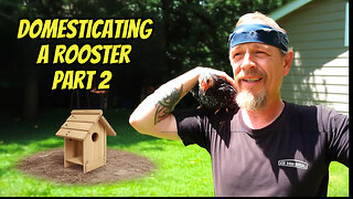 Domesticating A Rooster Part 2
