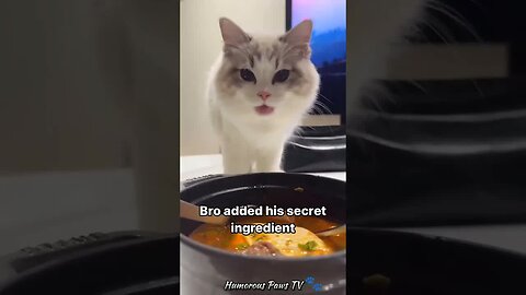 Funny animals 2024😂- Funniest Cats and Dogs Video😹🐶 #34