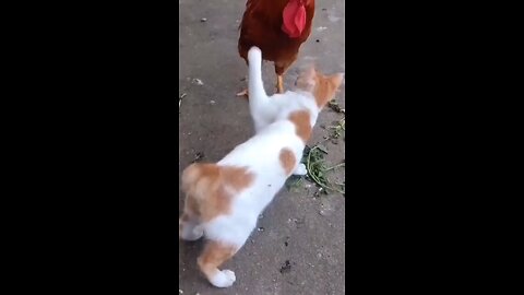 cat funny
