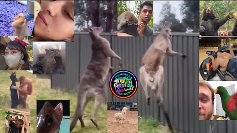 Funniest Animal Video World Part 1 - 00001 | Collection