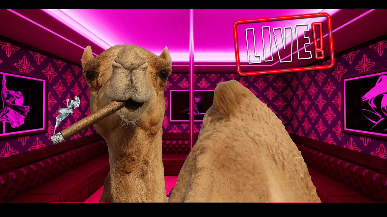 HUMP DAY LIVE! Puerto Rican Sanj is Back! CIGARS!