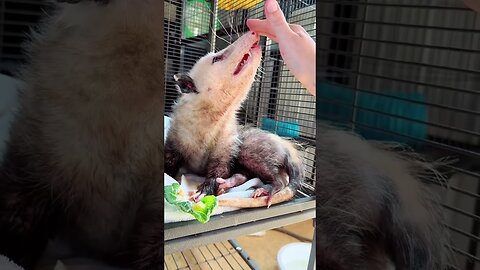 The woman saved the possum from the road and gave him a new life