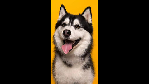 The work of dog groomers