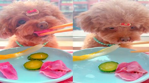 Dogs Mukbang || Cute dog Eating foods