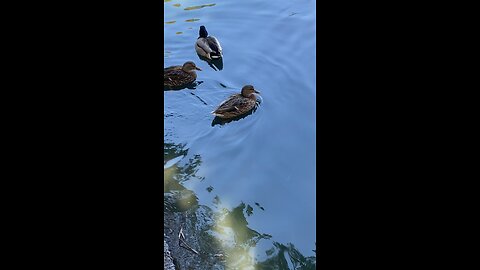 Mallard Ducks 🦆 #mallardducks #ducks #duck #followme #shorts #viral #trending