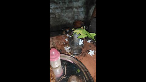 shiv puja 🥰🥰🥰