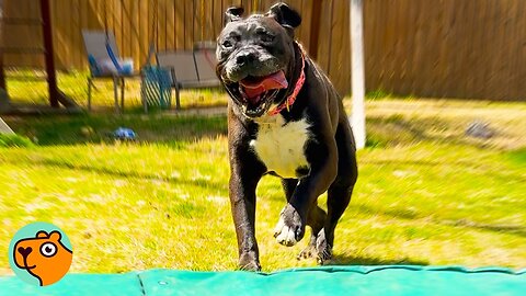 Pitbull Can't Wait to Jump on Trampoline After 4 Years | Cuddle Buddies