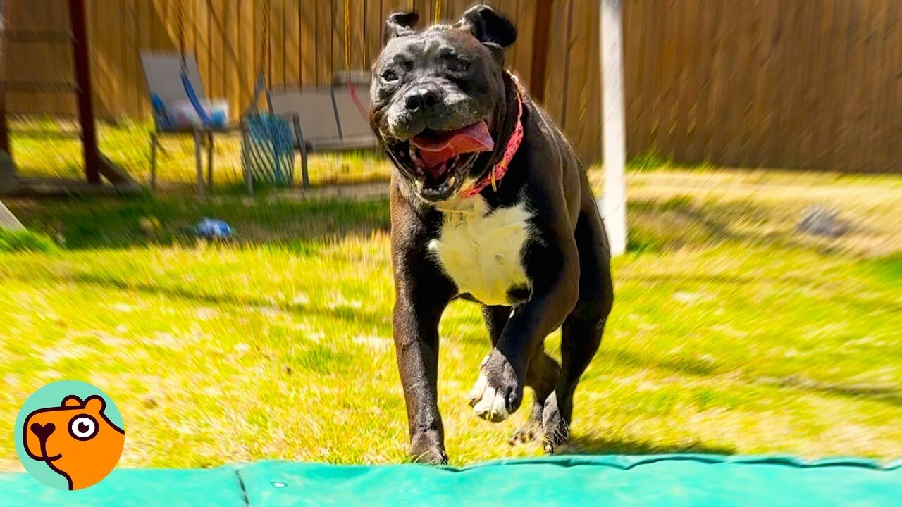 Pitbull Can't Wait to Jump on Trampoline After 4 Years | Cuddle Buddies