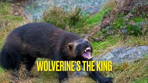 WOLVERINE'S THE KING - The Fiercest Beast in the Wild! 🦡 - official music video