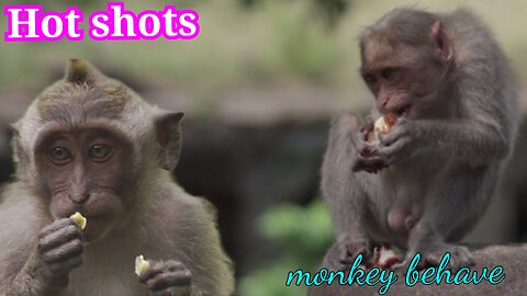 The life of monkeys