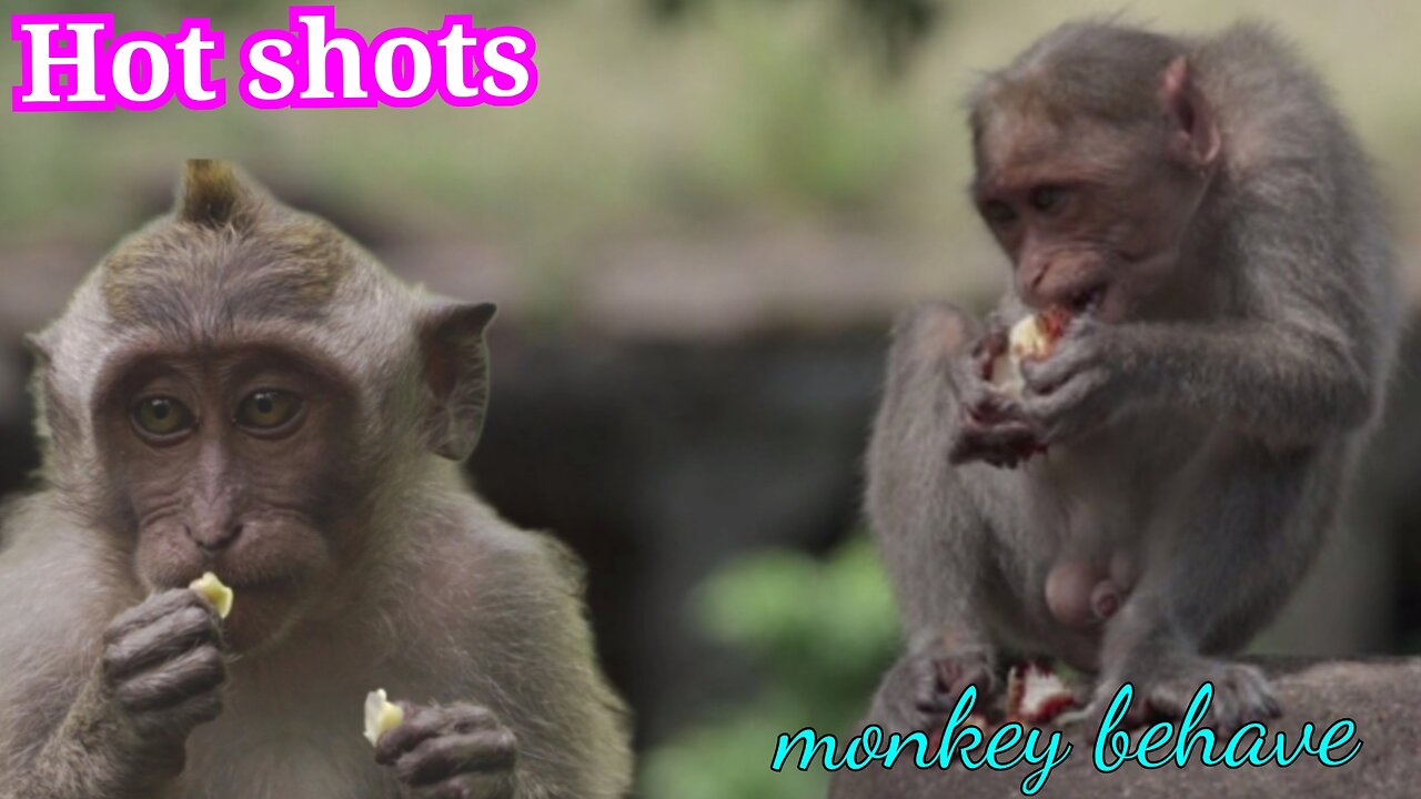 The life of monkeys