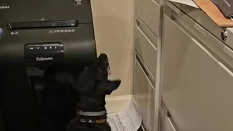 Dog Barks at Printer and Snatches Printed Papers