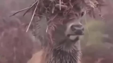 When you miss your mullet of younger days