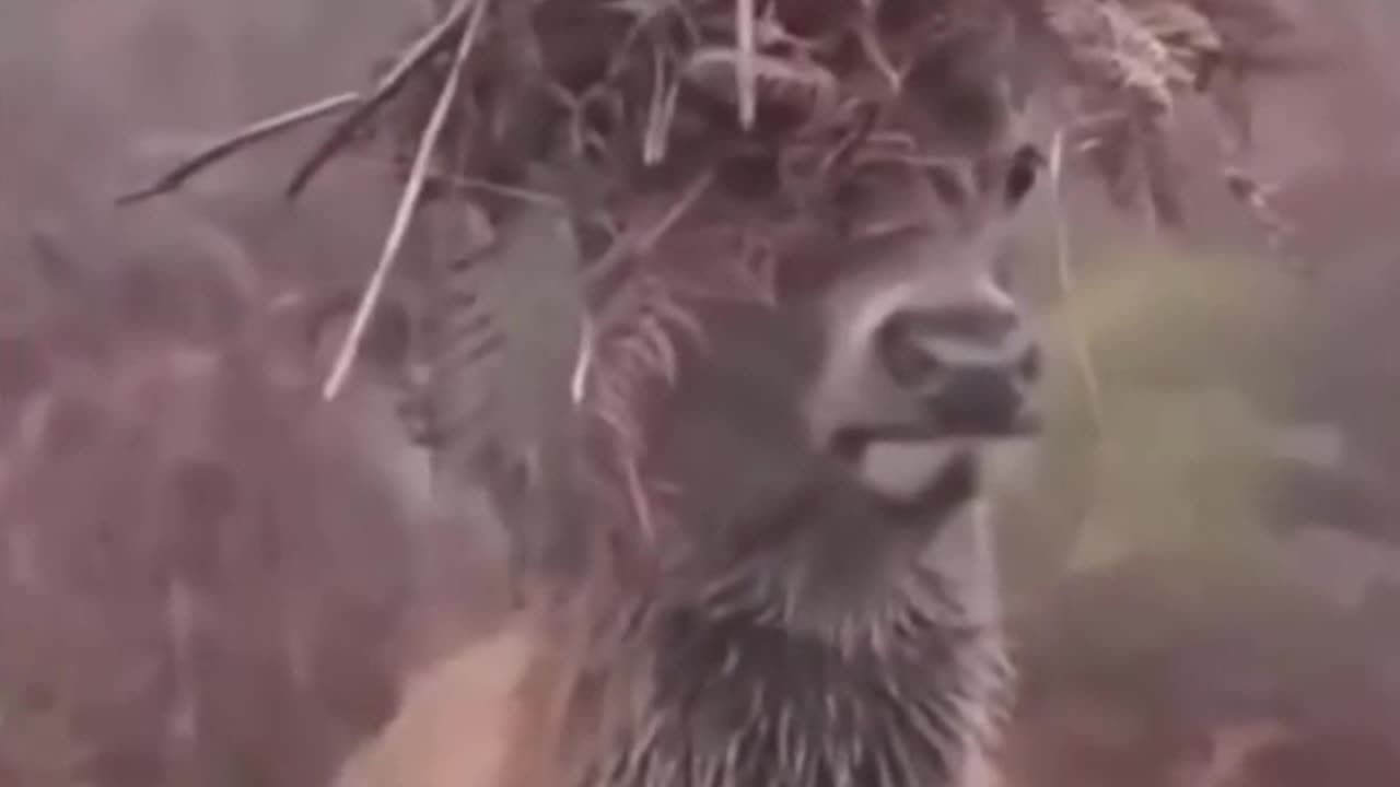 When you miss your mullet of younger days