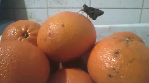 Moth is seen on top of orange, that was very citrusy! [Nature & Animals]