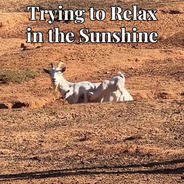 Trying to Relax in the Sunshine