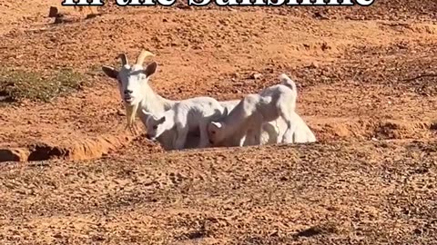 Trying to Relax in the Sunshine