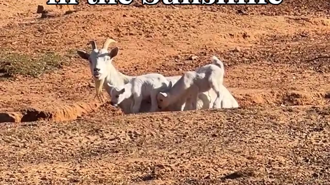 Trying to Relax in the Sunshine