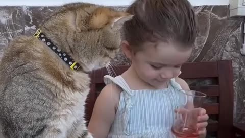 Funny Animals