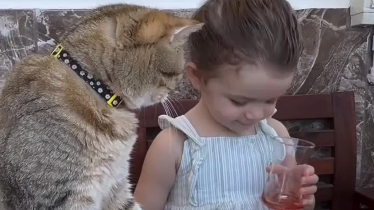 Funny Animals