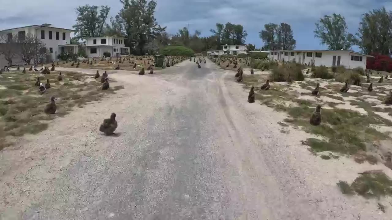 The world’s largest albatross colony
