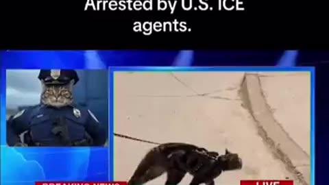 Breaking news: Speedy Gonzales arrested by ICE