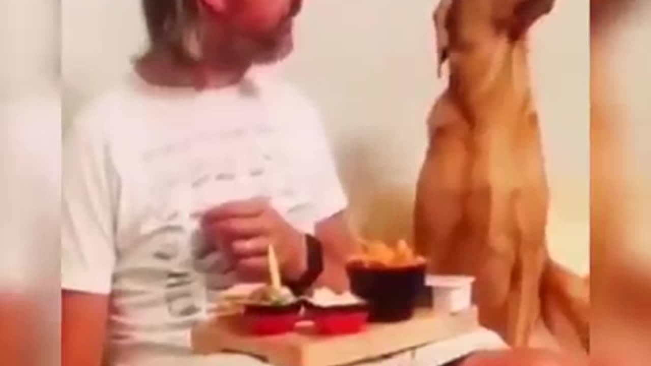 Cutest Cats and Dogs - New Funny Videos