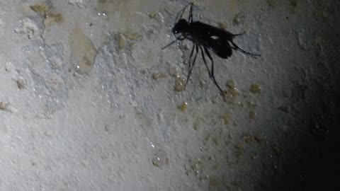 Wasp drying herself after rescue