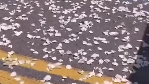 🚁🌹 Watch This Helicopter Drop $5000 and Rose Petals to Fulfill One Man's Final Wish! | FeedMyCuriosi