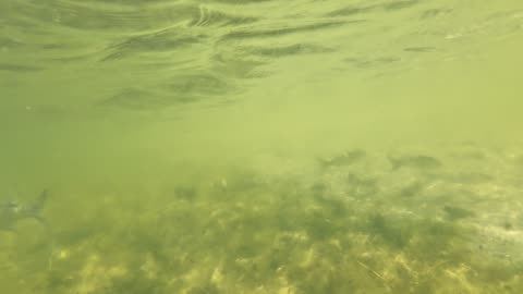 Kayak on The South Side, PT - Margem Sul, S02E08 LAGOA de ALBUFEIRA 29th of July 2K25 Part 7