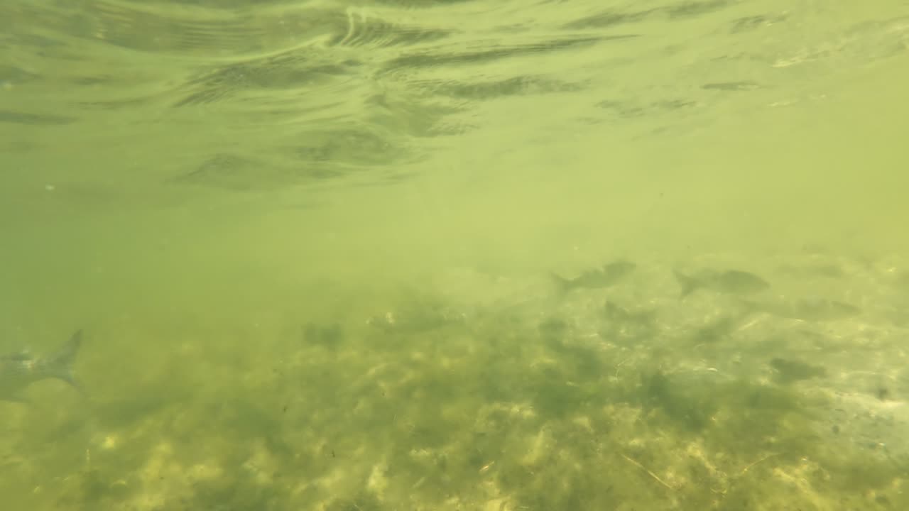 Kayak on The South Side, PT - Margem Sul, S02E08 LAGOA de ALBUFEIRA 29th of July 2K25 Part 7