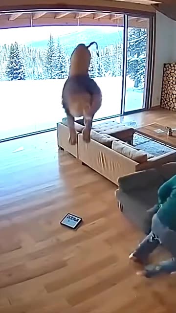 Terrifying CCTV Footage Lion Smashes Through Mountain Chalet Doo